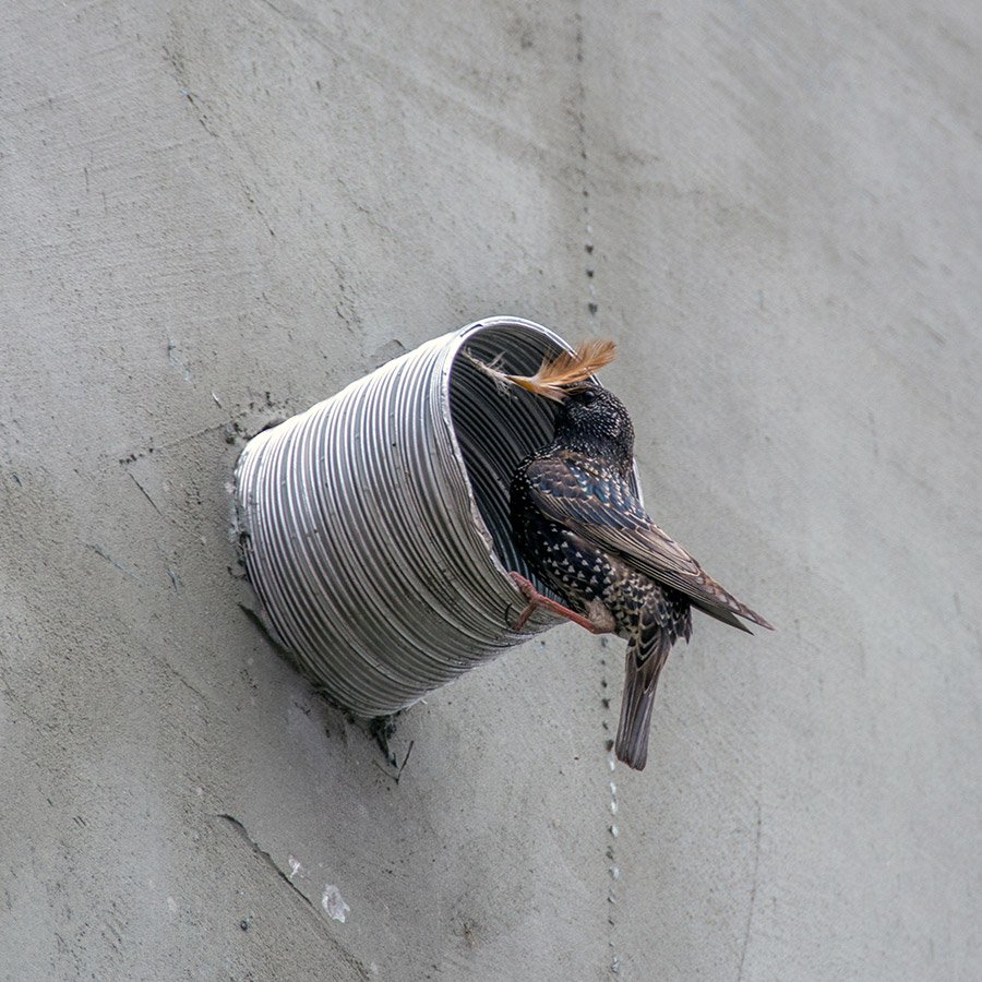 bird removal chicago