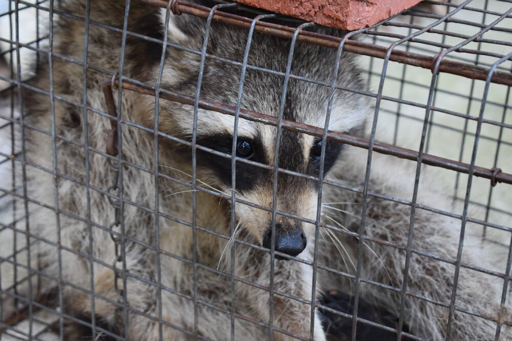 Wildlife removal and trapping Chicago