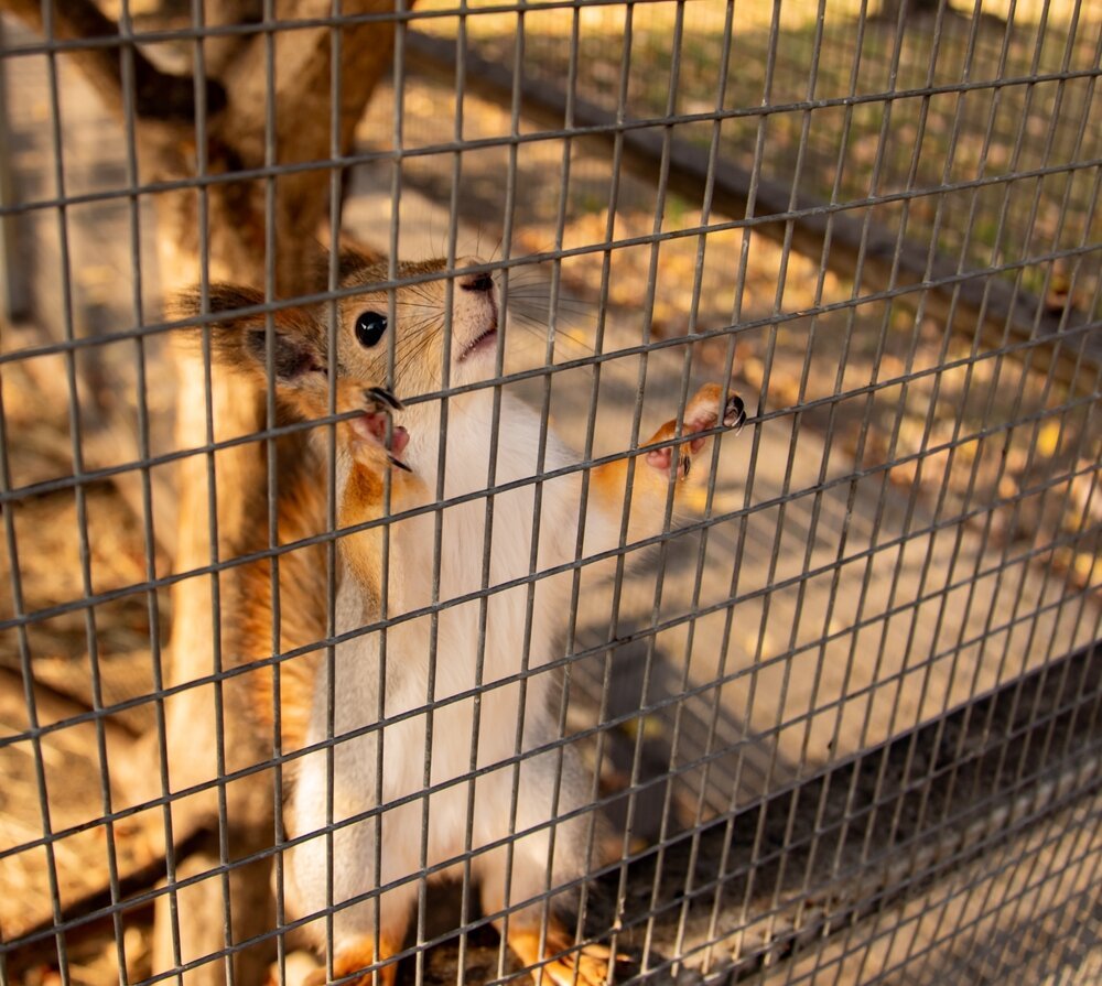 Wildlife Trapping Chicago