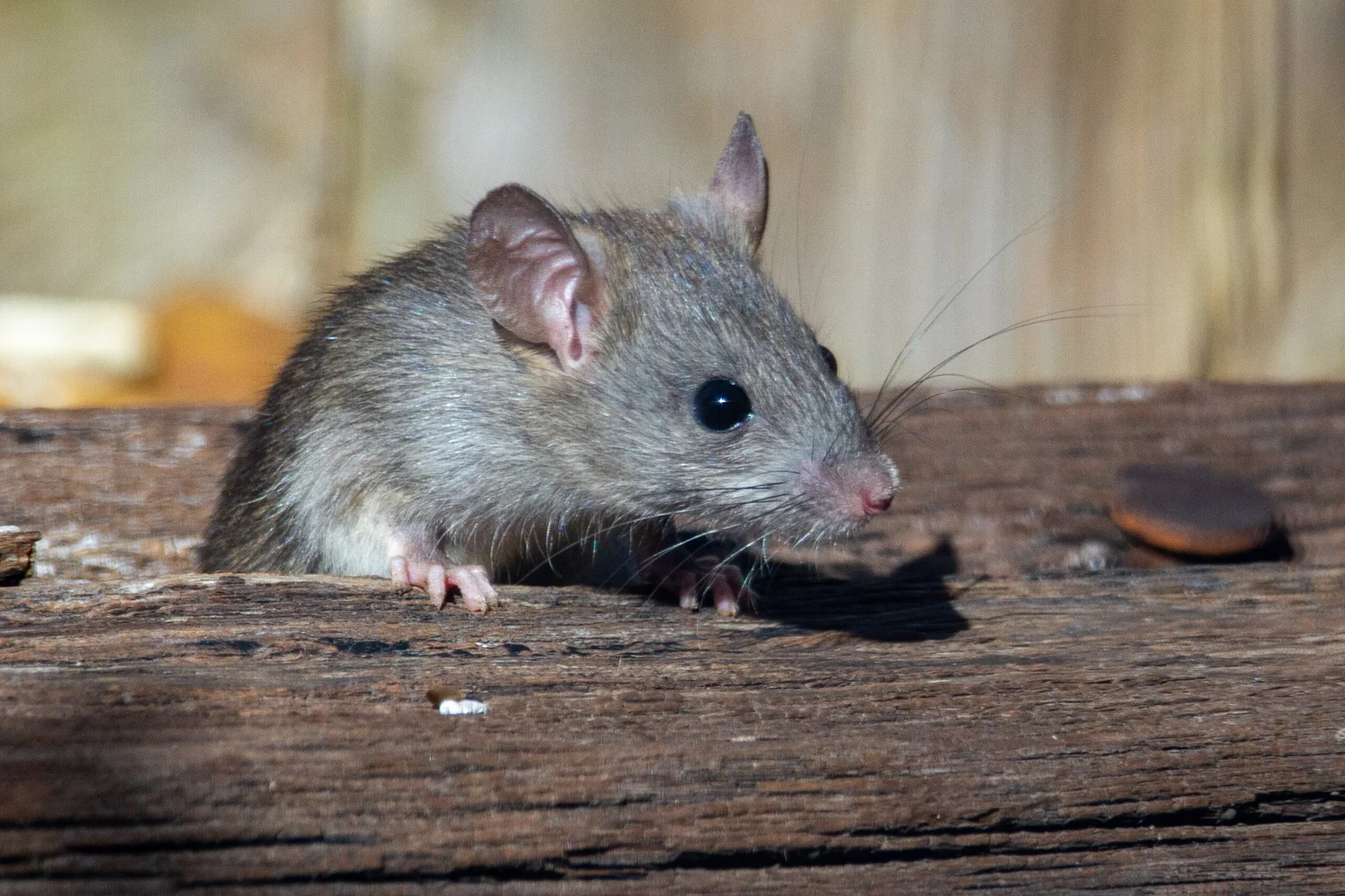 Rat exterminator Chicago, IL