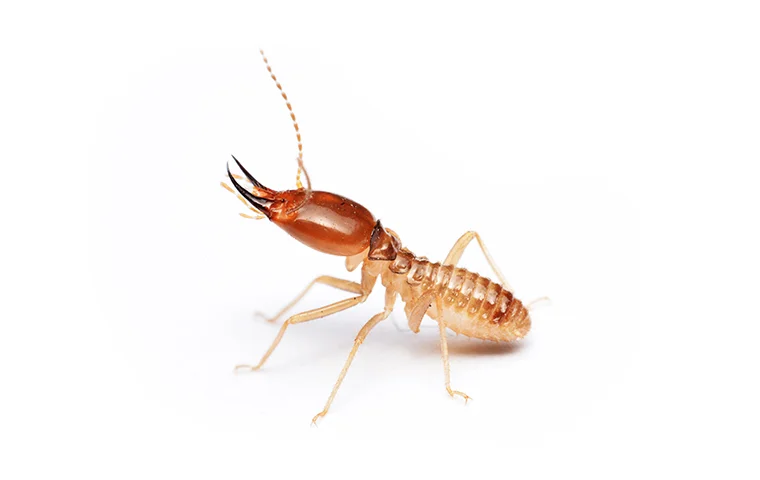 termite control